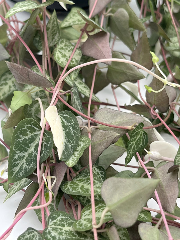 Ceropegia linearis &