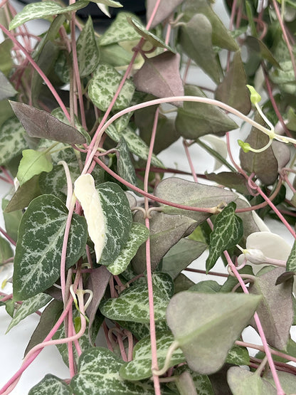 Ceropegia linearis &