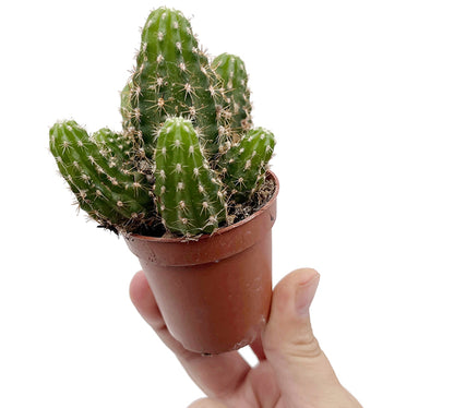 Chamaecereus Rubin Red - Kaktus