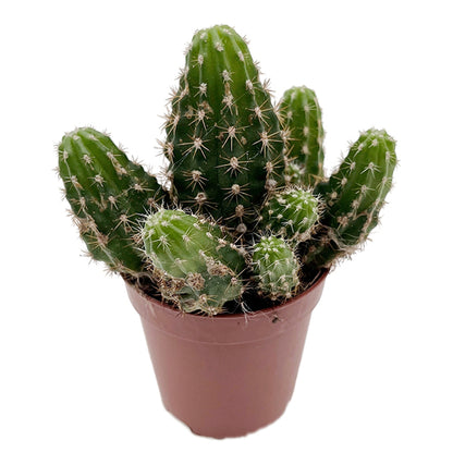 Chamaecereus Rubin Red - Kaktus