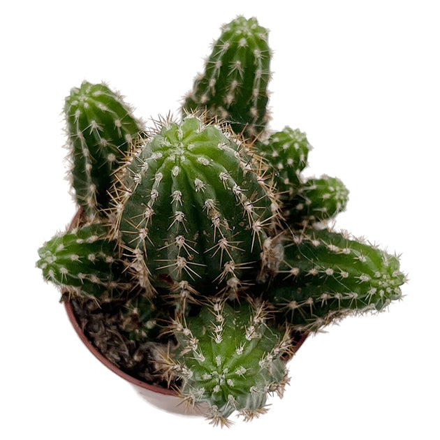 Chamaecereus Rubin Red - Kaktus