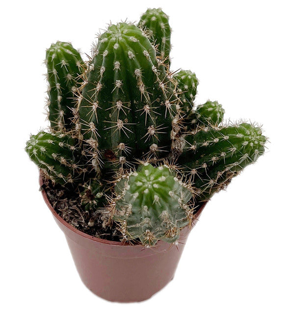 Chamaecereus Rubin Red - Kaktus