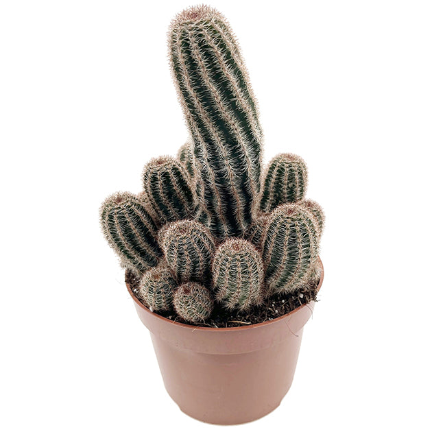 Chamaelobivia Hybride &