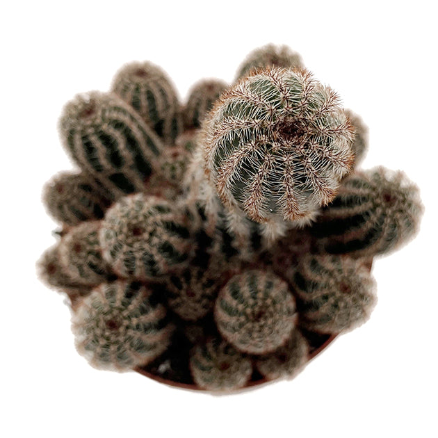 Chamaelobivia Hybride &