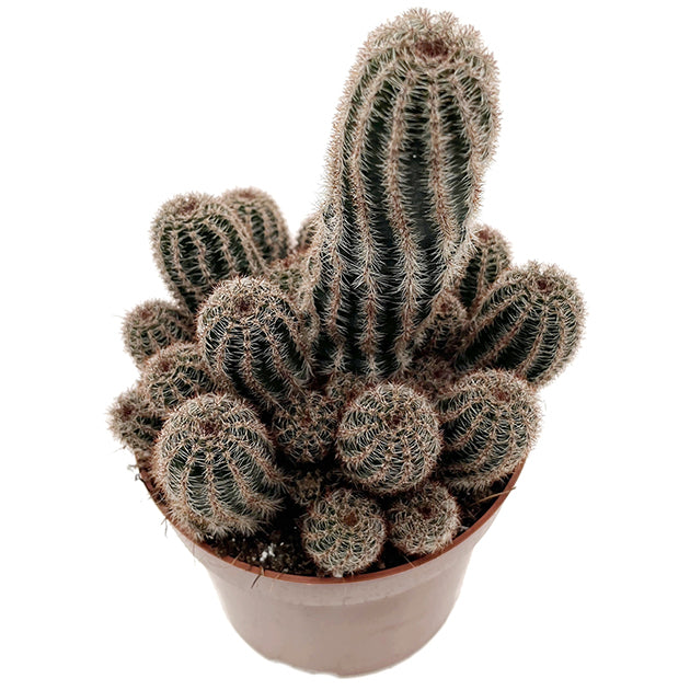 Chamaelobivia Hybride &