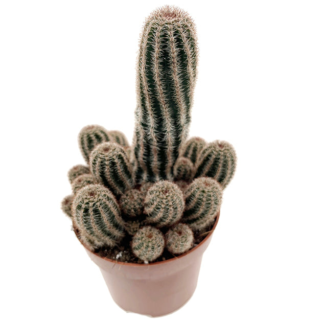 Chamaelobivia Hybride &