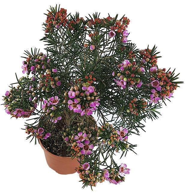 Chamelaucium uncinatum - australische Wachsblume