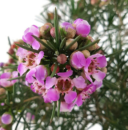 Chamelaucium uncinatum - australische Wachsblume