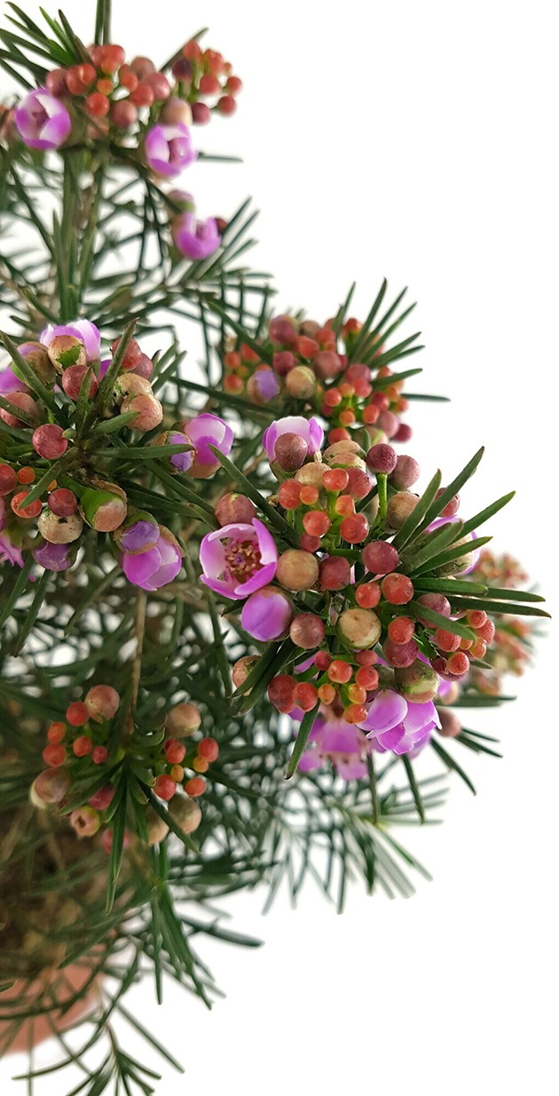 Chamelaucium uncinatum - australische Wachsblume