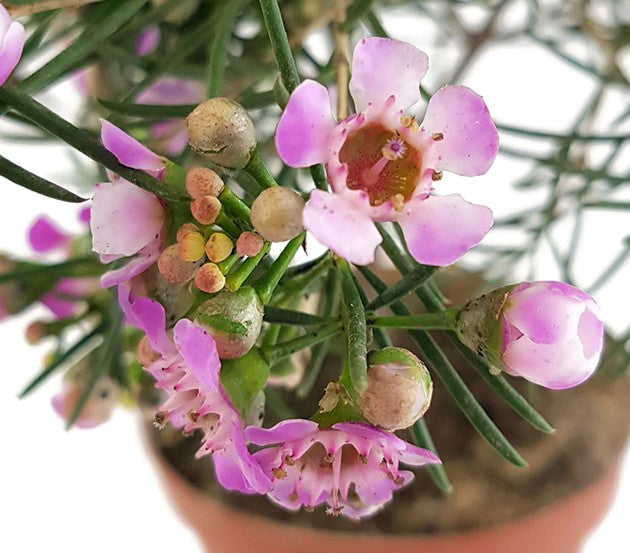 Chamelaucium uncinatum - australische Wachsblume