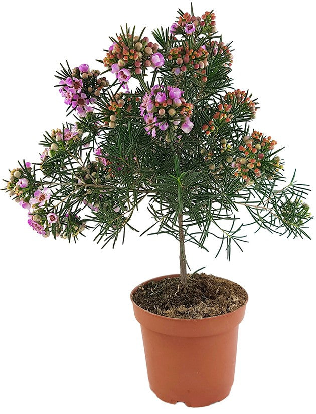 Chamelaucium uncinatum - australische Wachsblume