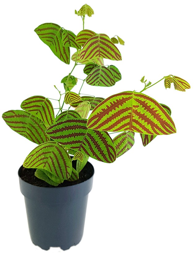 Christia obcordata - seltene Schmetterlingspflanze