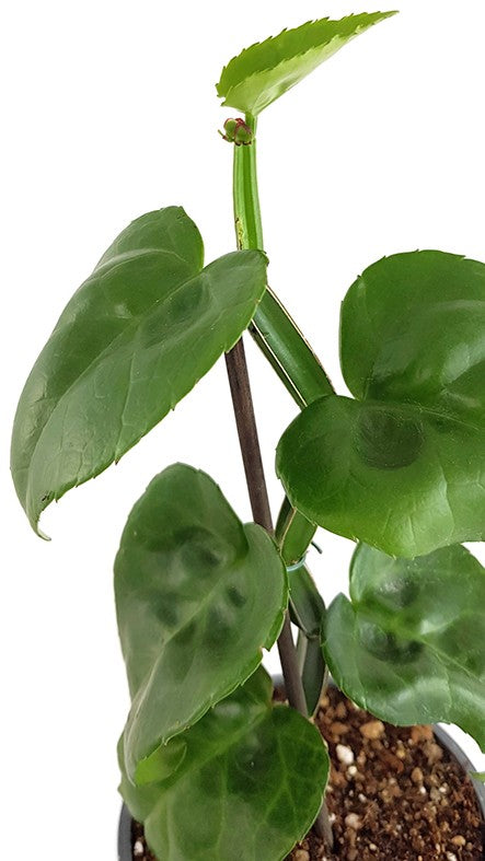 Cissus quadrangularis - sukkulenter Zimmerwein