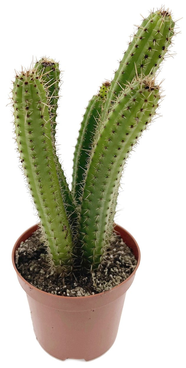 Cleistocactus samaipatanus - Wüstenkaktus