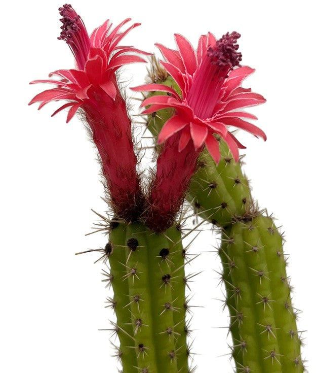 Cleistocactus samaipatanus - Wüstenkaktus