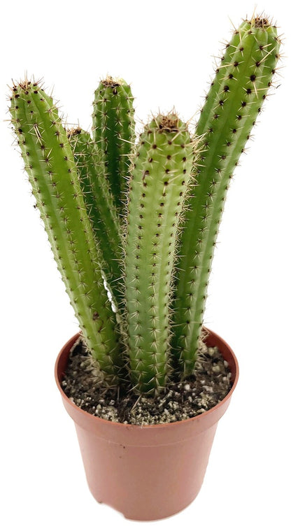 Cleistocactus samaipatanus - Wüstenkaktus