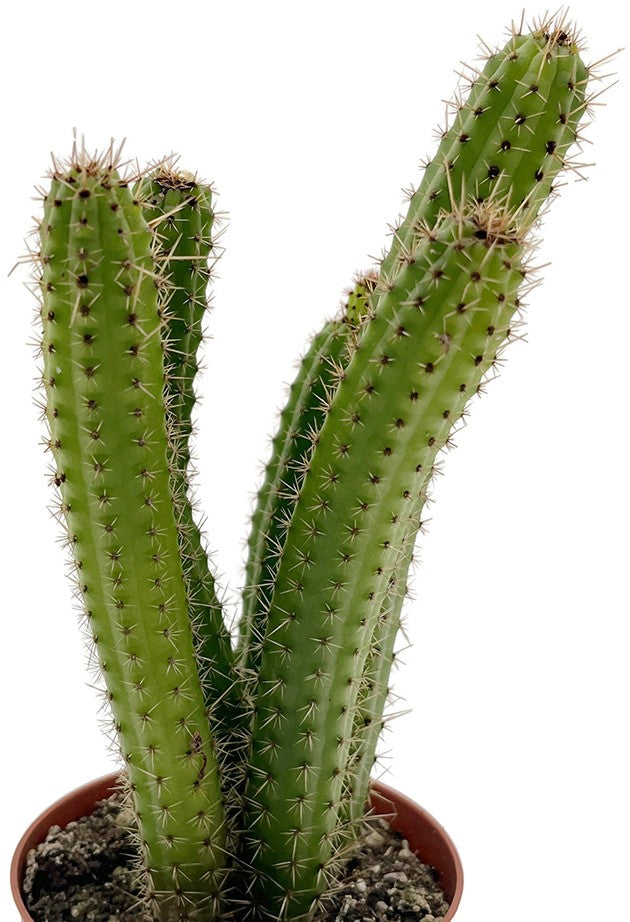 Cleistocactus samaipatanus - Wüstenkaktus