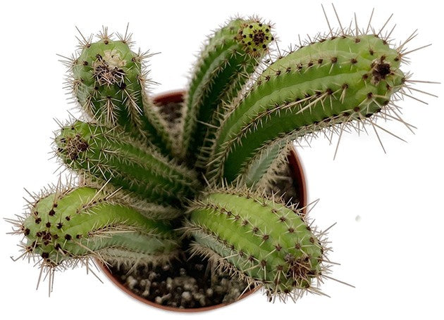 Cleistocactus samaipatanus - Wüstenkaktus