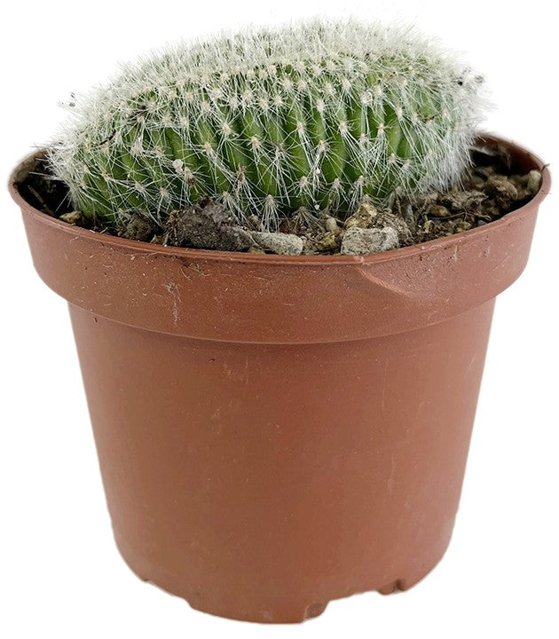 Cleistocactus strausii f. Cristata - Wüstenkaktus