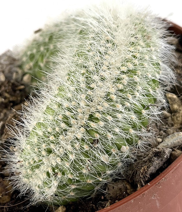 Cleistocactus strausii f. Cristata - Wüstenkaktus