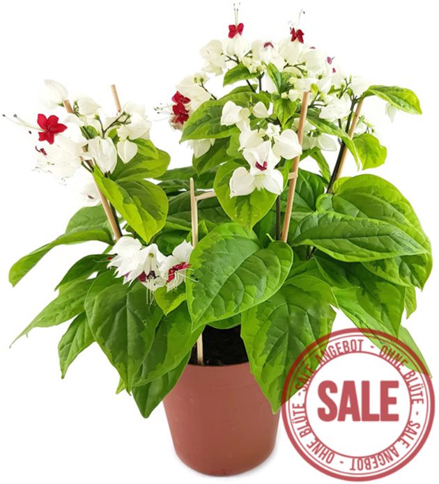 Clerodendrum thomsoniae "varigata" - Losstrauch - SALE ohne Blüten