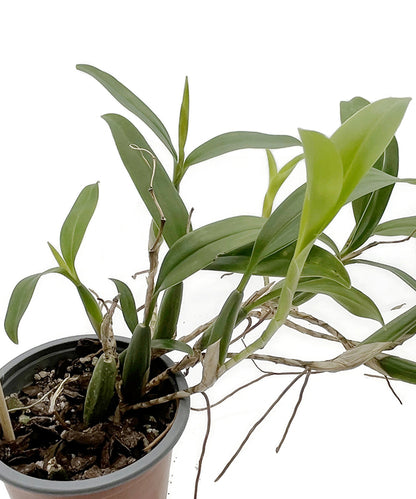 Coelogyne fimbriata - botanische Orchidee