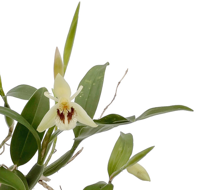 Coelogyne fimbriata - botanische Orchidee