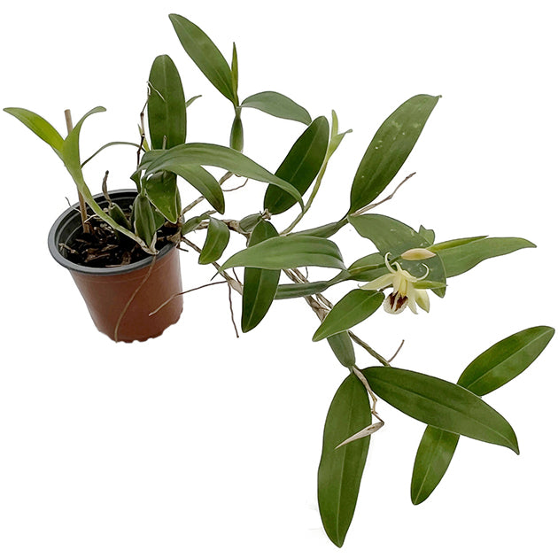 Coelogyne fimbriata - botanische Orchidee