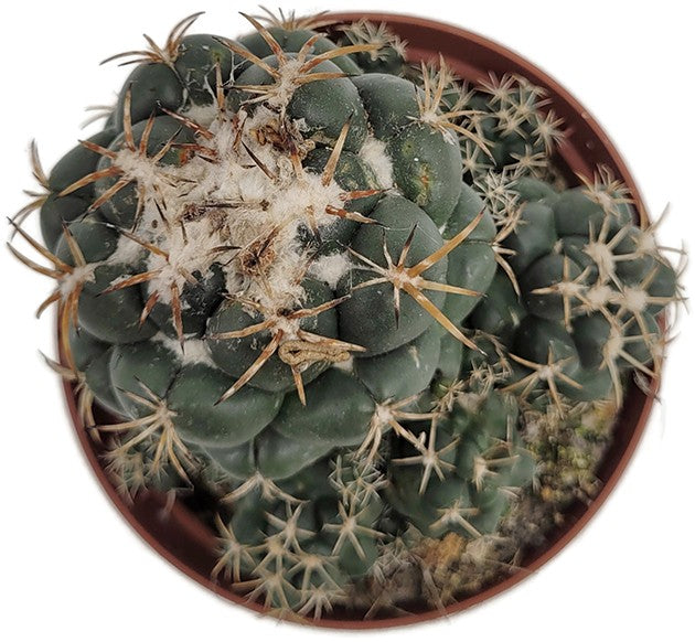 Coryphantha andreae - großwarziger Kaktus