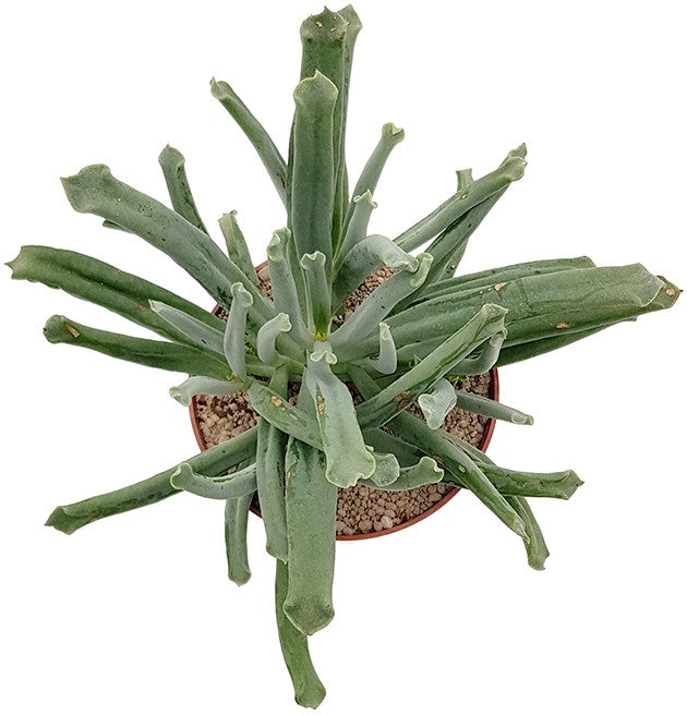 Cotyledon &quot;Octopus&quot; - Sukkulente