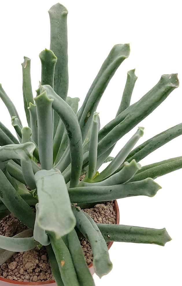 Cotyledon &quot;Octopus&quot; - Sukkulente