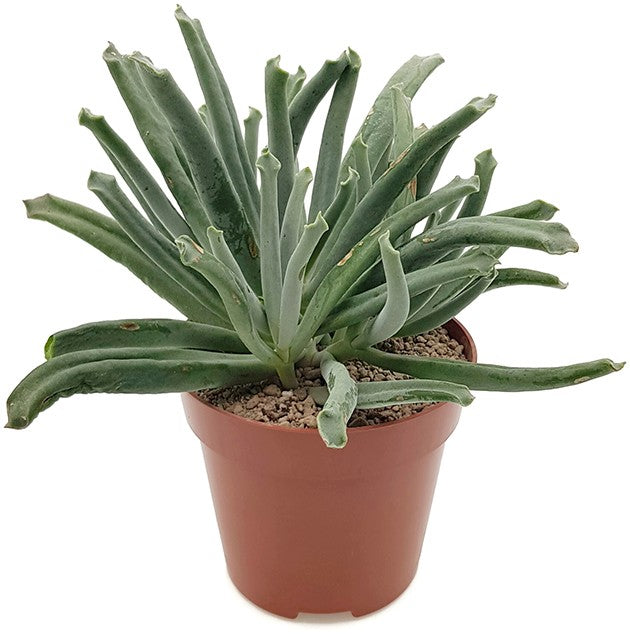 Cotyledon "Octopus" - Sukkulente