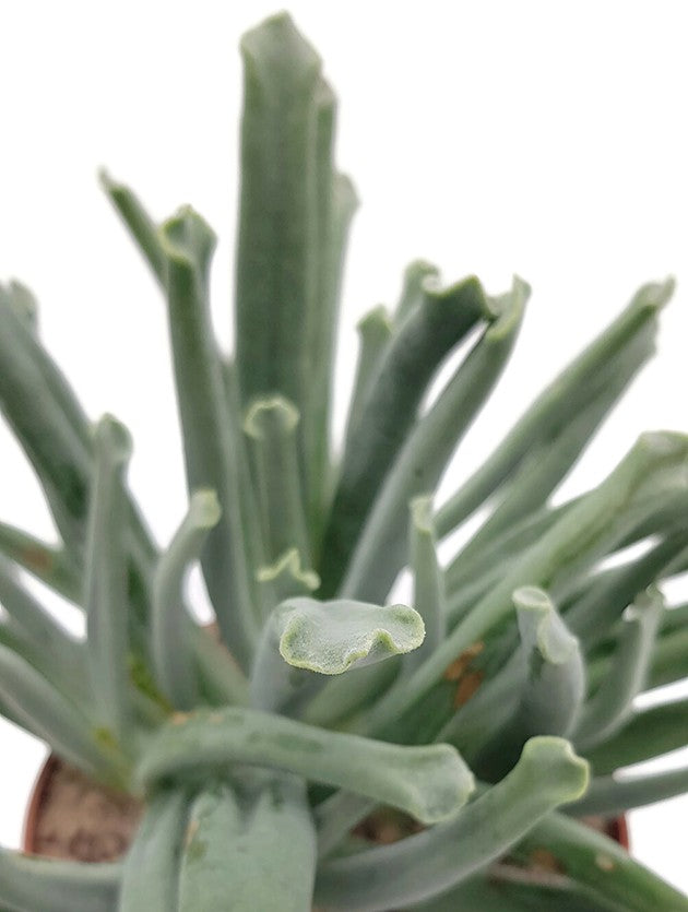 Cotyledon "Octopus" - Sukkulente