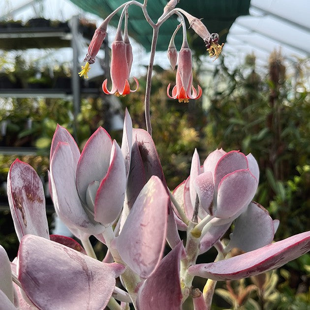 Cotyledon ‘Pink Leaves’ - Sukkulente