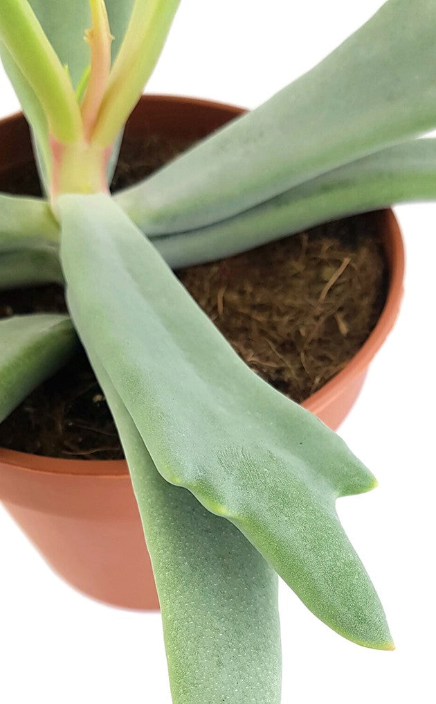 Cotyledon orbiculata &quot;Elk Horns&quot; - Sukkulente