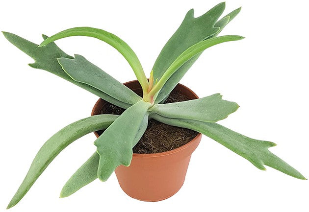 Cotyledon orbiculata "Elk Horns" - Sukkulente