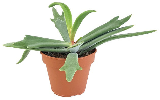 Cotyledon orbiculata &quot;Elk Horns&quot; - Sukkulente