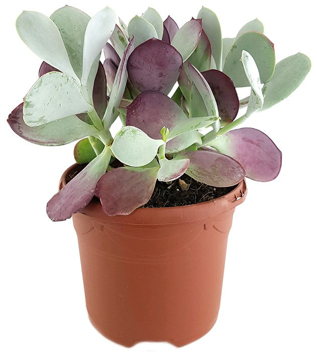 Cotyledon ‘Pink Leaves’ - Sukkulente