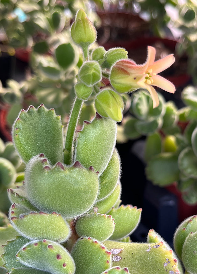 Cotyledon ladismithiensis green - Sukkulente