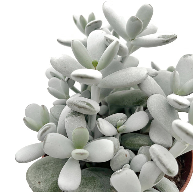 Cotyledon orbiculata - Sukkulente