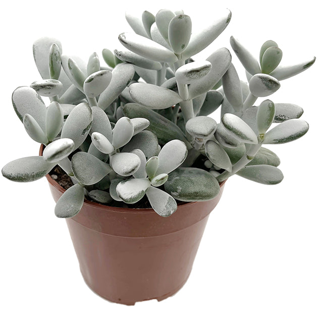 Cotyledon orbiculata - Sukkulente