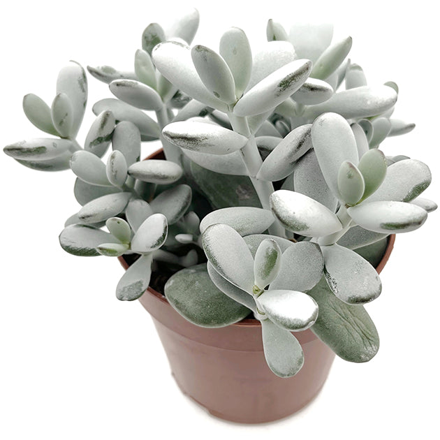 Cotyledon orbiculata - Sukkulente