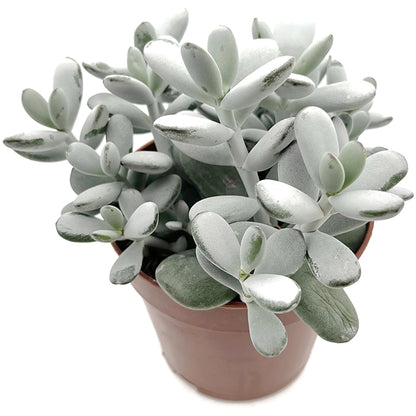 Cotyledon orbiculata - Sukkulente