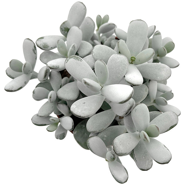 Cotyledon orbiculata - Sukkulente