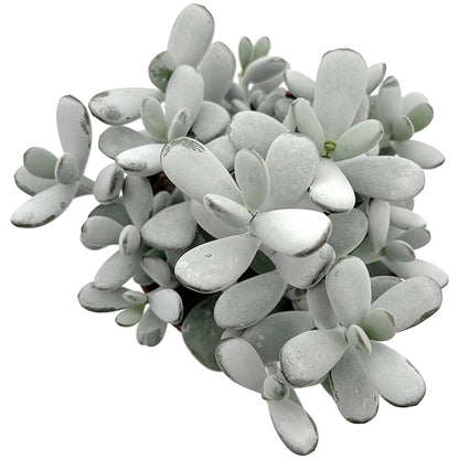 Cotyledon orbiculata - Sukkulente