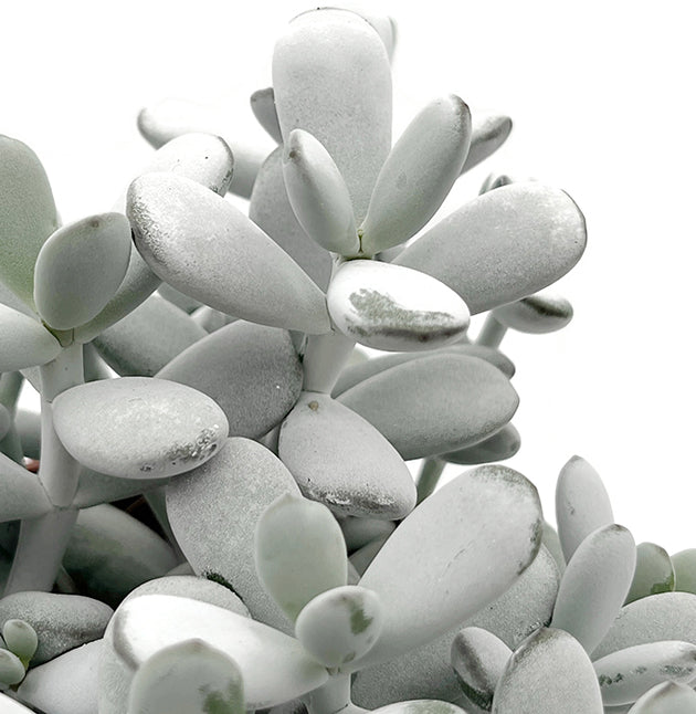 Cotyledon orbiculata - Sukkulente