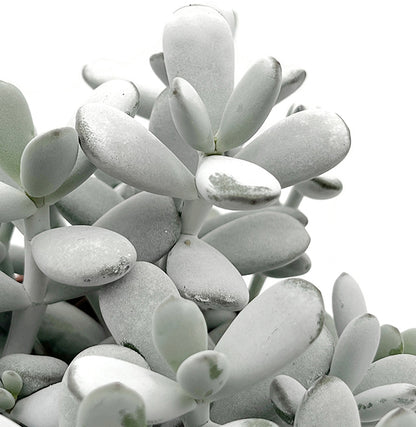 Cotyledon orbiculata - Sukkulente