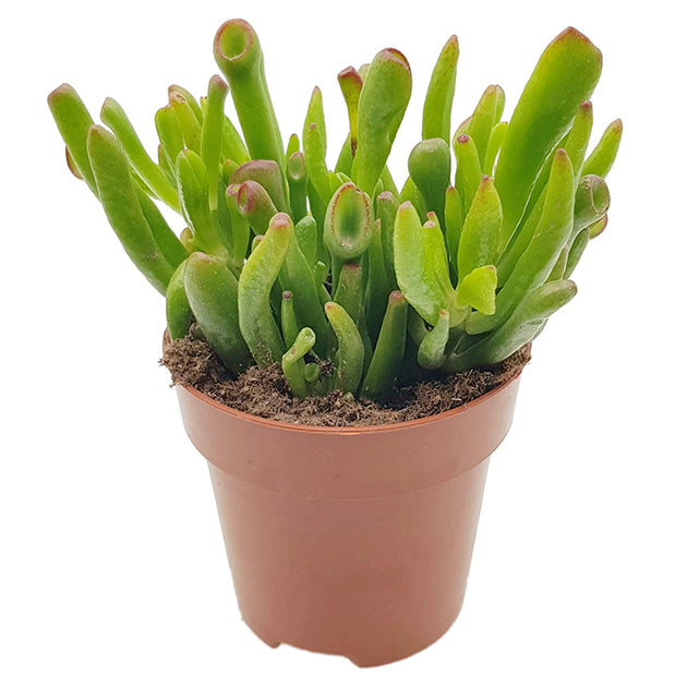 Crassula ovata &