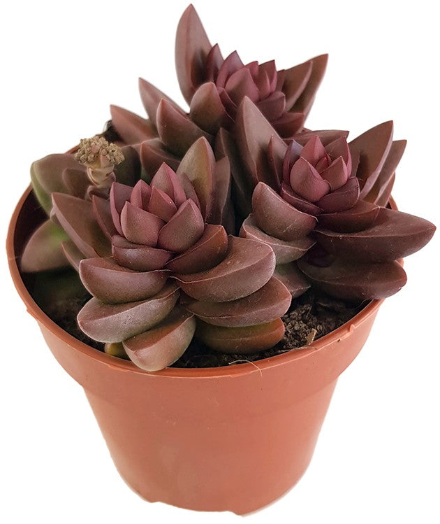 Crassula "Benjamin" red - Sukkulente