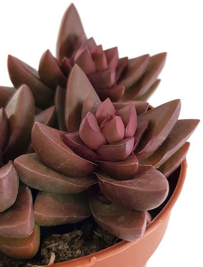 Crassula &quot;Benjamin&quot; red - Sukkulente